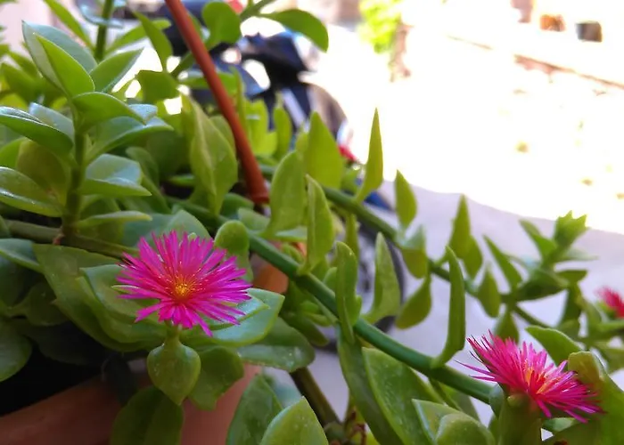 호텔 Kidalyo - Special Category *